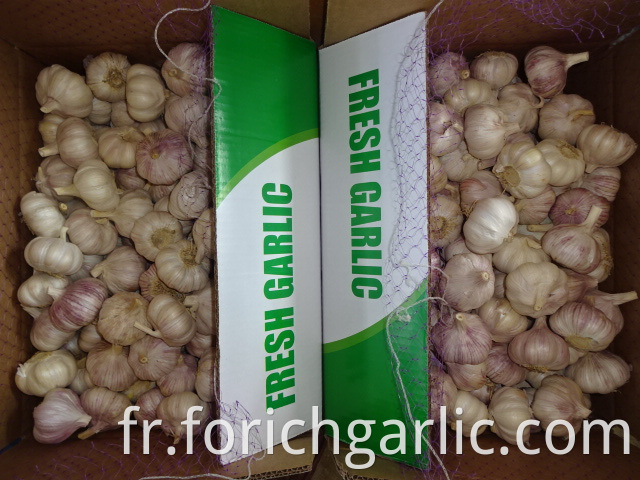 Loose Packing Garlic 2019